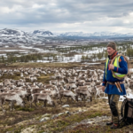 Sami reindeer herder with a herd of reindeer in northern Sweden amid debate over wolverine protection