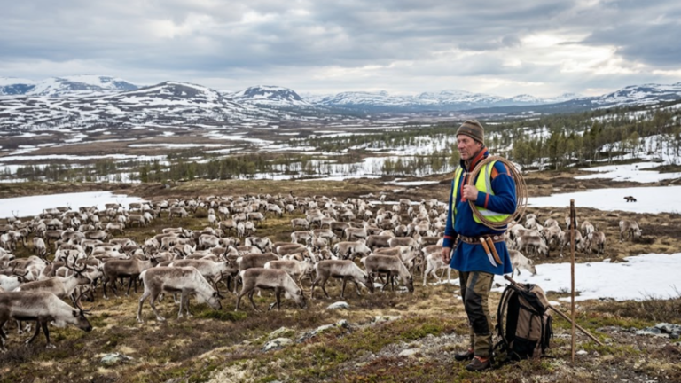 Sami reindeer herder with a herd of reindeer in northern Sweden amid debate over wolverine protection