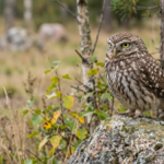 Minervauggla Little Owl spotted in Gävle Sweden